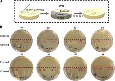 Maximizing the disinfection effectiveness of 254 nm UV-C light with a special design unit: simulation and experimental approaches